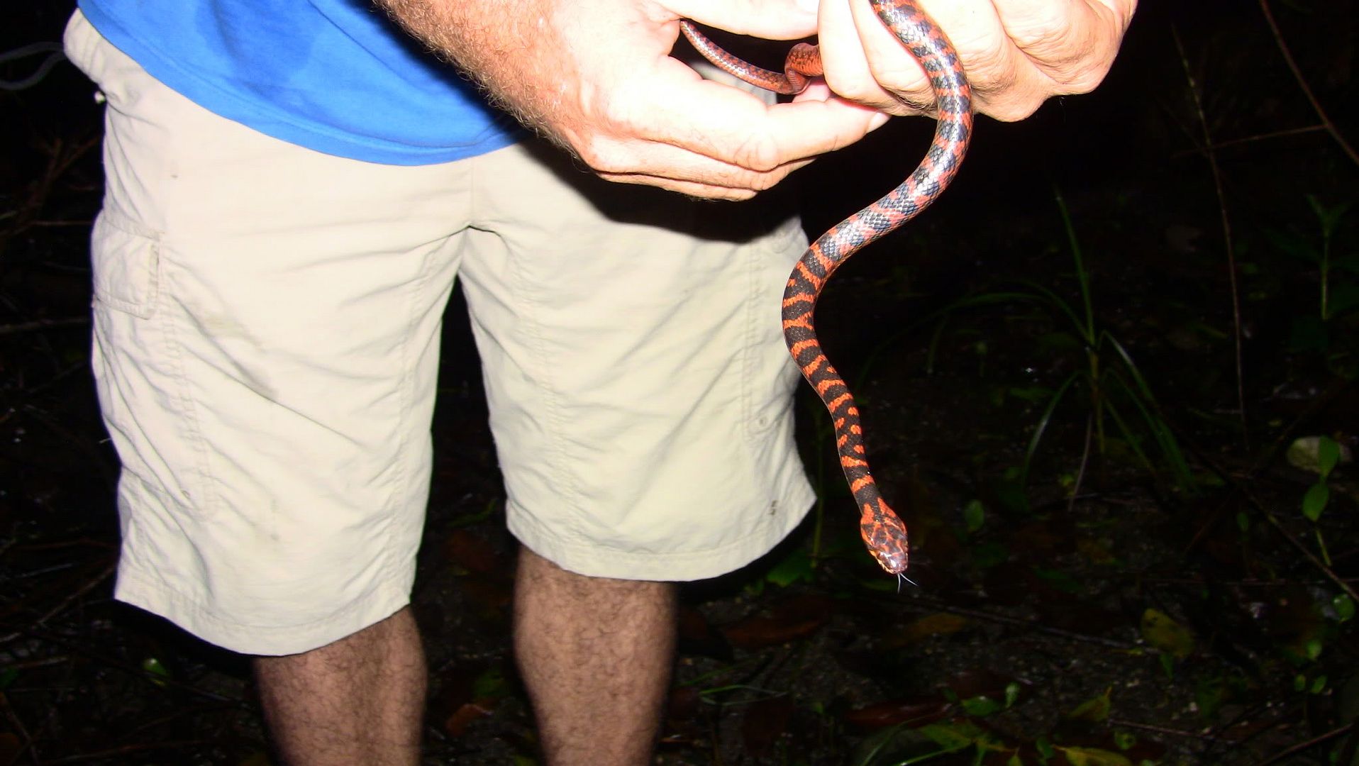 Oophaga granulifera Dendroboard